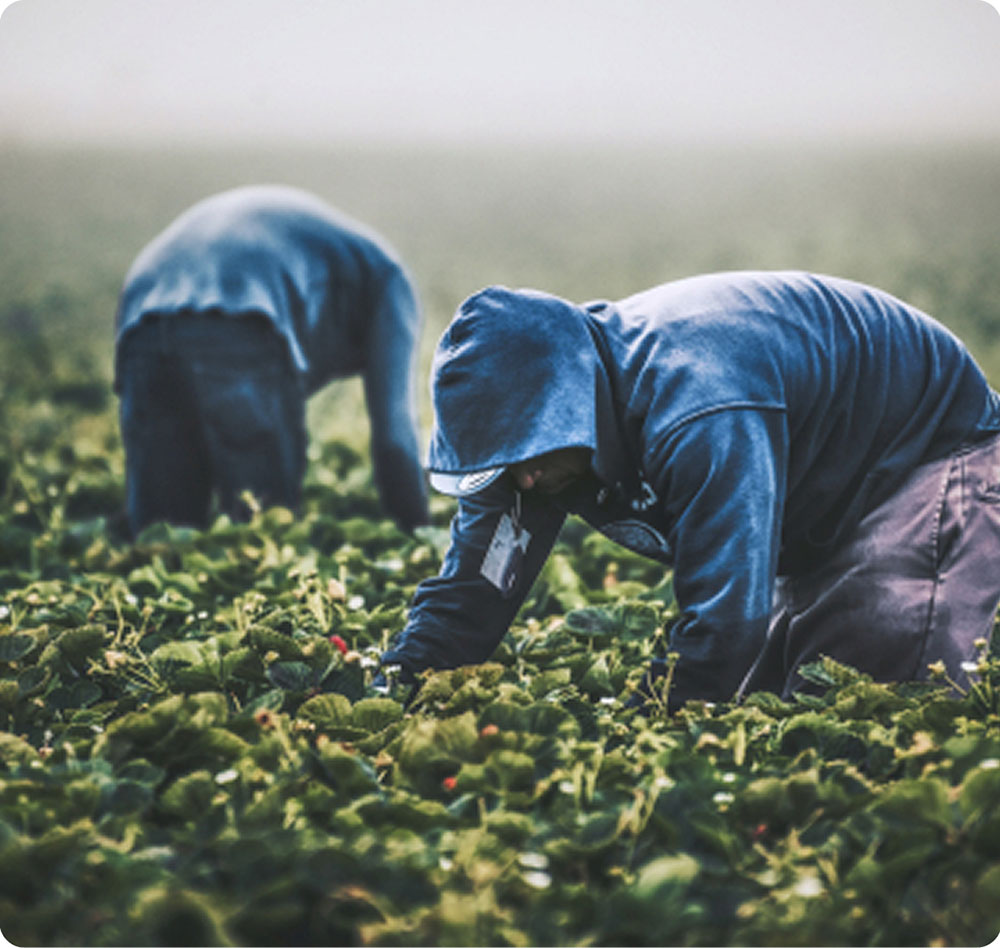 Farmers in a field